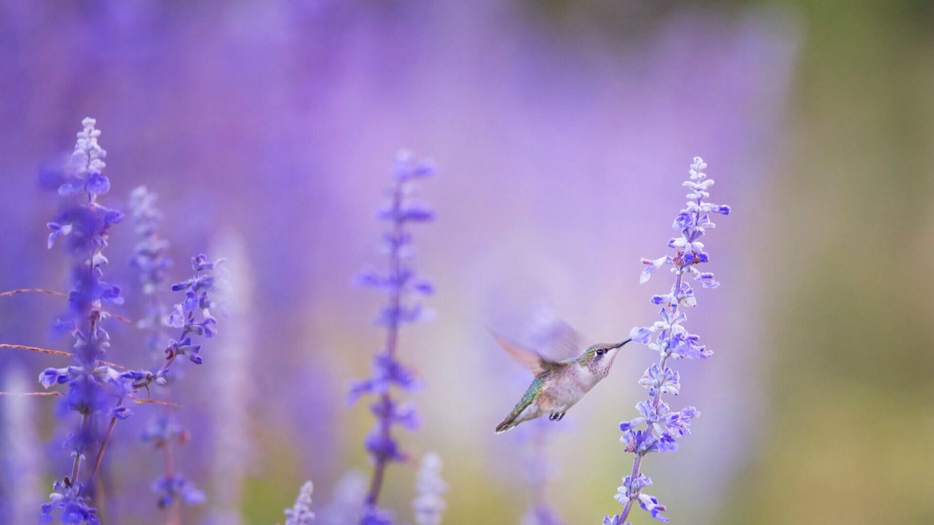 花の蜜をすうハチドリ